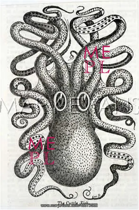  : A CUTTLEFISH