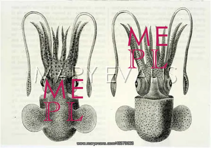  : TWO CUTTLEFISH VIEWS