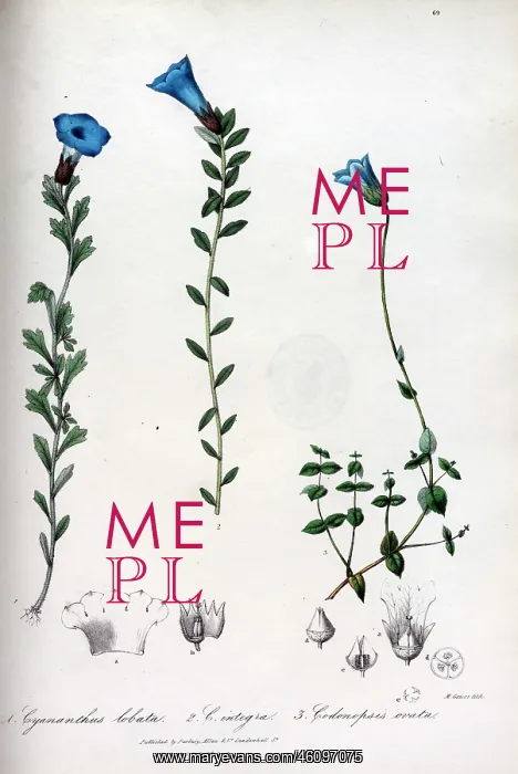 : Cyananthus lobata and integra + Codonopsis ovata : Cyananthus lobata and integra + Codonopsis ovata