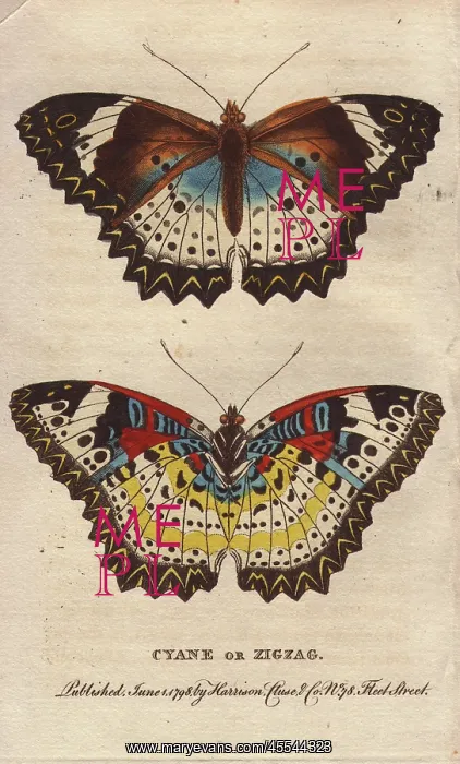 : Cyane or Zigzag butterfly, Leopard Lacewing, Cethosia cyane : Cyane or Zigzag butterfly, Leopard Lacewing, Cethosia cyane