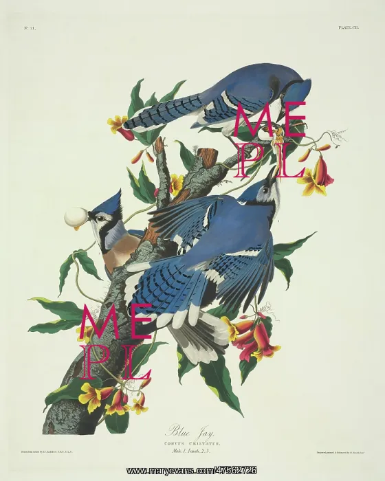 : Cyanocitta cristata, blue jay : Cyanocitta cristata, blue jay