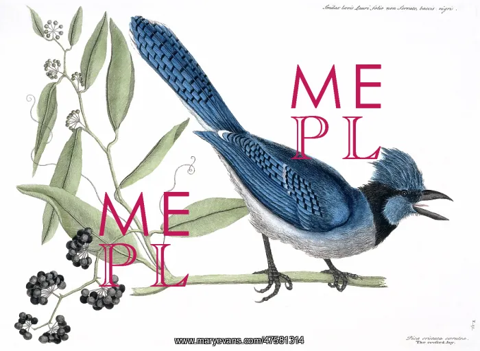 : Cyanocitta cristata, blue jay : Cyanocitta cristata, blue jay