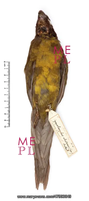 : Cyanoramphus ulietanus, Raiatea parakeet : Cyanoramphus ulietanus, Raiatea parakeet