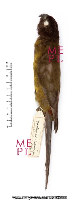 : Cyanoramphus ulietanus, Raiatea parakeet : Cyanoramphus ulietanus, Raiatea parakeet