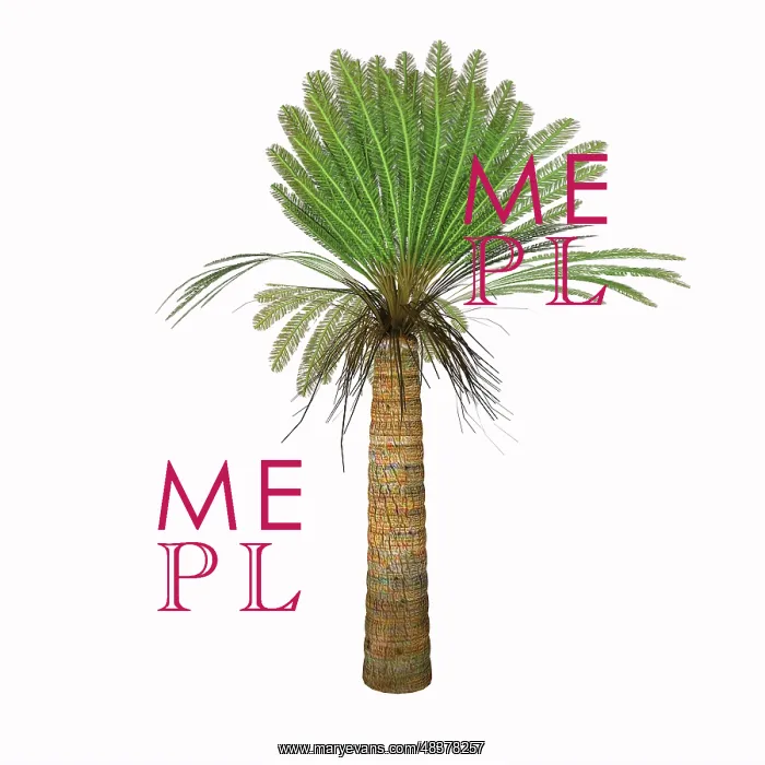  : Cycad plant on white background