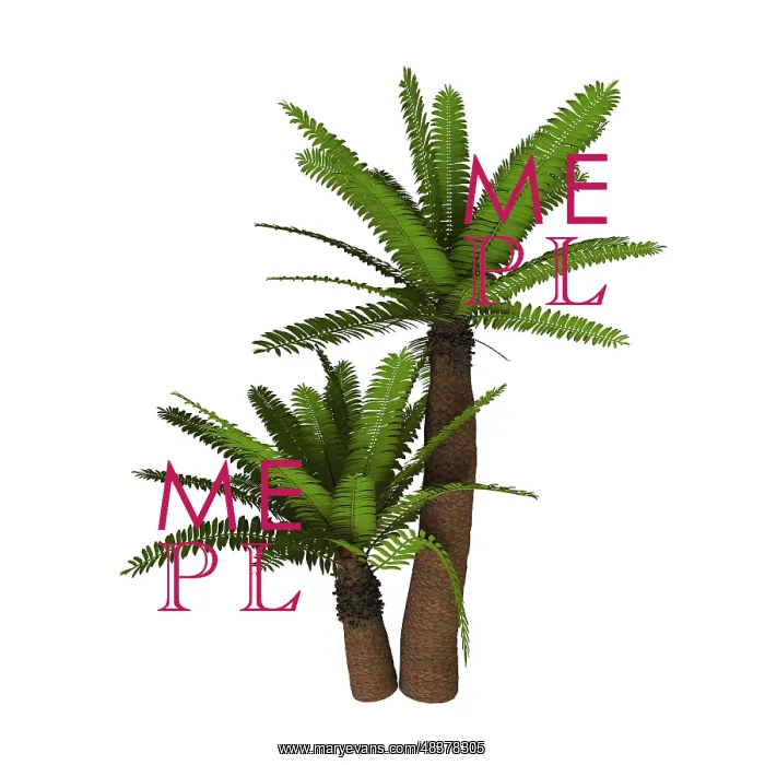 : Cycad plant on white background : Cycad plant on white background