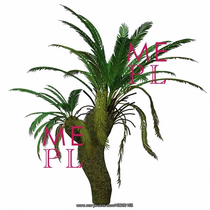 : Cycad plant on white background : Cycad plant on white background