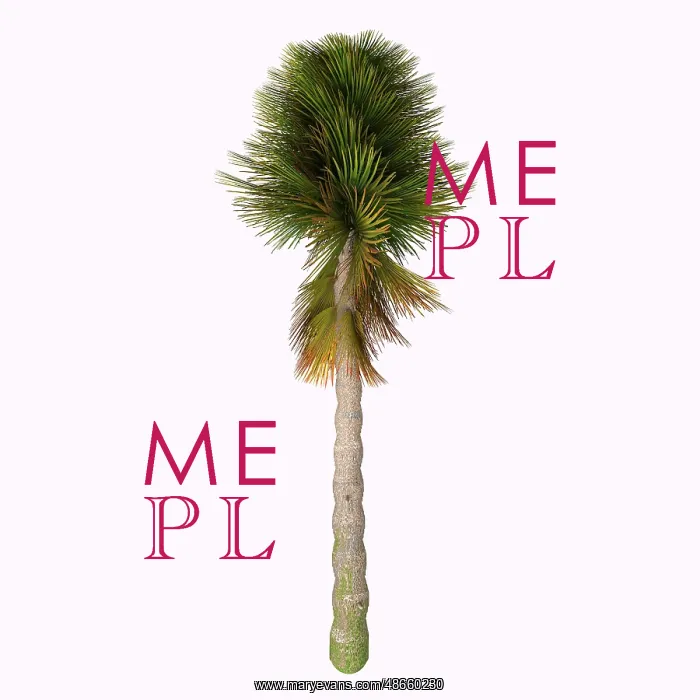 : Cycad tree from the Triassic period : Cycad tree from the Triassic period