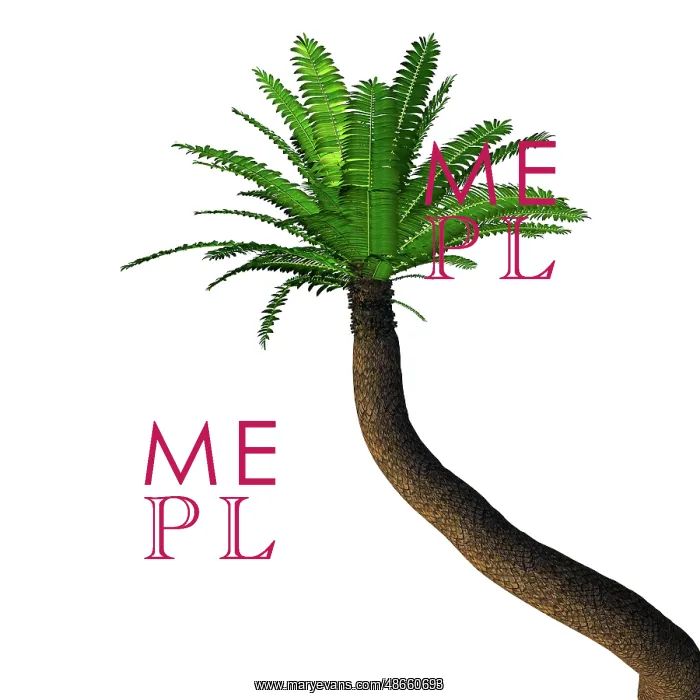  : Cycad tree, white background