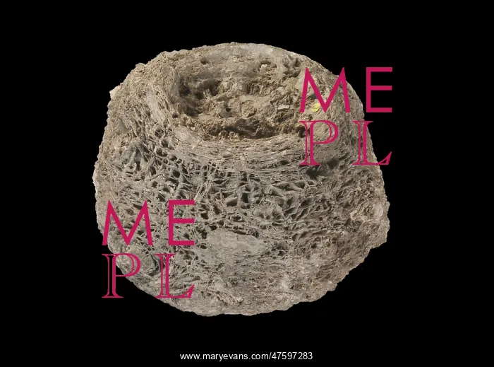 : Cycadeoidea microphylla : Cycadeoidea microphylla