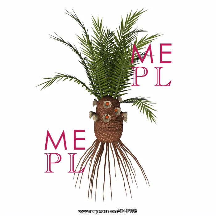 : Cycadeoidea plant on white background : Cycadeoidea plant on white background