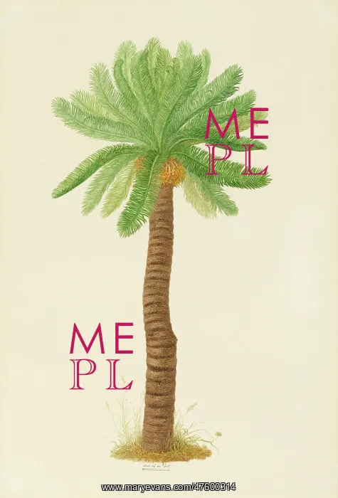 : Cycas angulata, cycad : Cycas angulata, cycad