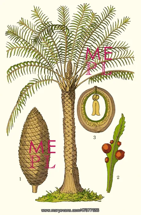 : Cycas circinalis, Illustration : Cycas circinalis, Illustration