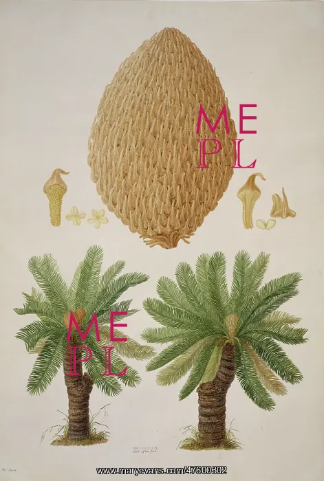 : Cycas media, nut palm : Cycas media, nut palm