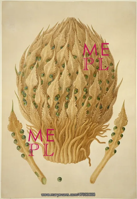 : Cycas media, nut palm : Cycas media, nut palm