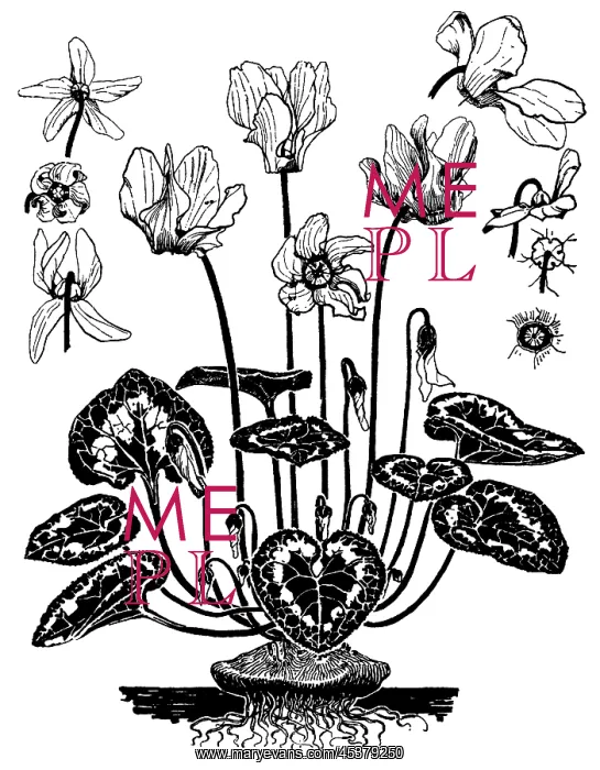 : Cyclamen. Studies in plant form with suggestions for their application to design : Cyclamen. Studies in plant form with suggestions for their application to design