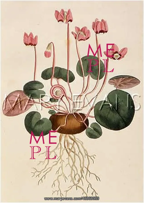 : Cyclamen Coum or Round Leaved Cyclamen : Cyclamen Coum or Round Leaved Cyclamen