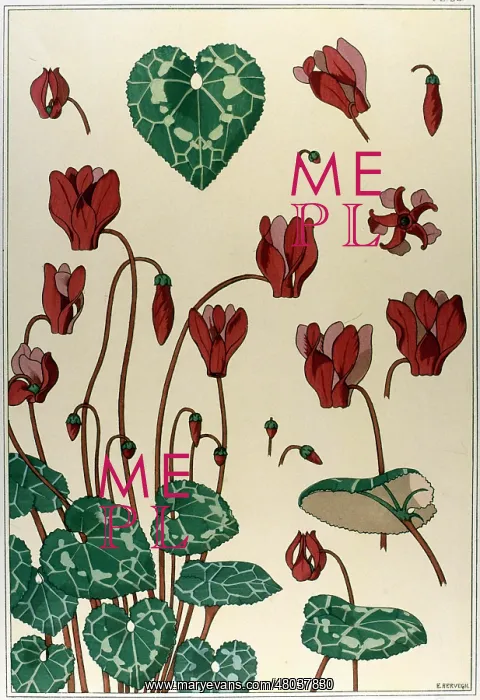 : Cyclamen by E Hervegh : Cyclamen by E Hervegh