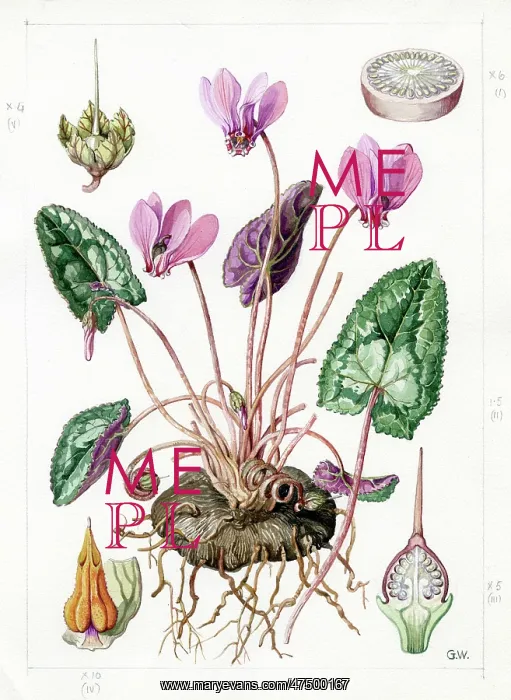 : Cyclamen europaeum - common cyclamen : Cyclamen europaeum - common cyclamen