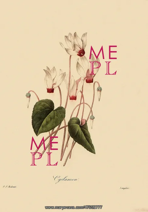 : Cyclamen persicum : Cyclamen persicum
