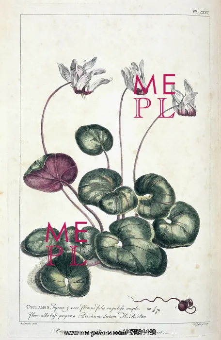 : Cyclamen persicum, Persian cyclamen : Cyclamen persicum, Persian cyclamen