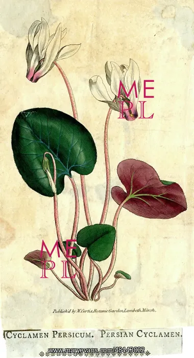  : Cyclamen Persicum, Persian Cyclamen