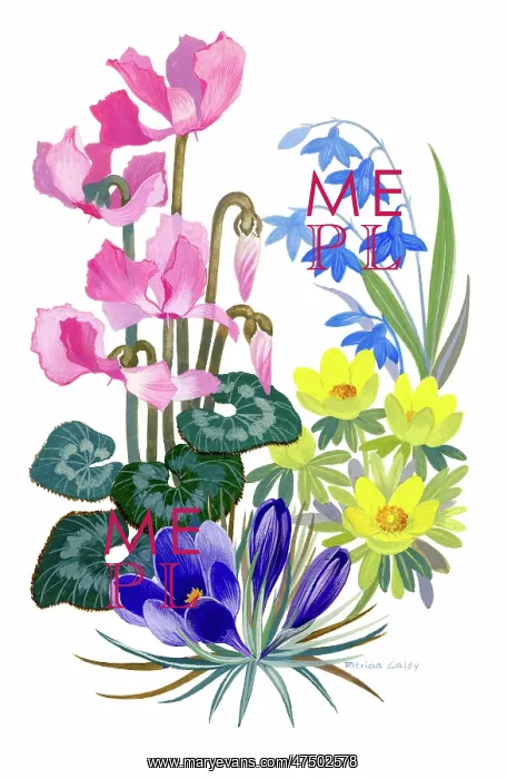  : Cyclamen, scillas, aconites and crocuses