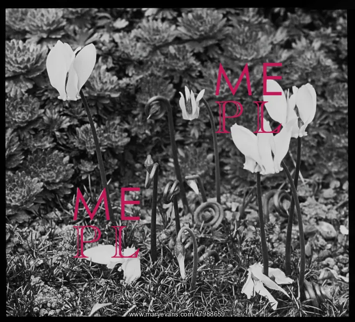 : Cyclamen showing spiral seed stems : Cyclamen showing spiral seed stems