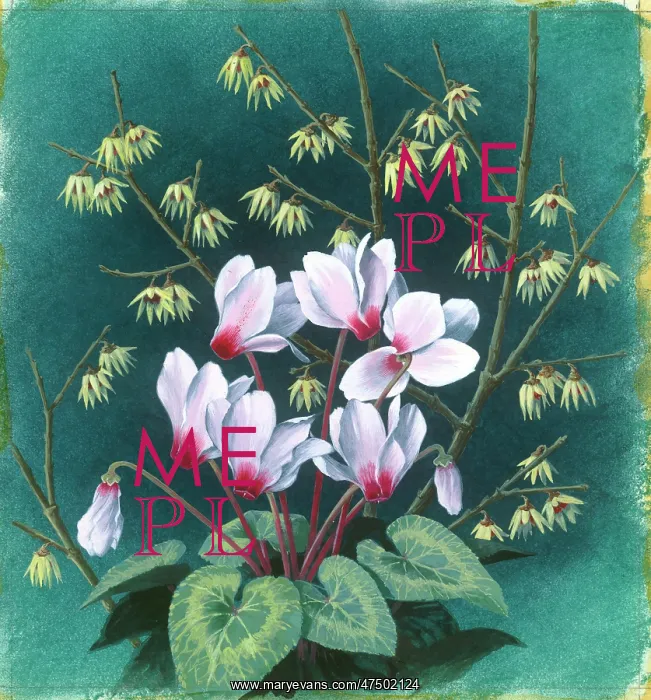  : Cyclamen and Winter Sweet