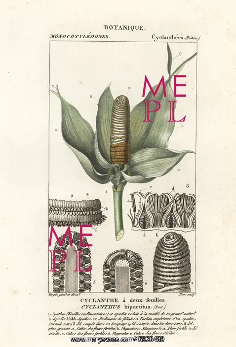 : Cyclanthus bipartitus : Cyclanthus bipartitus