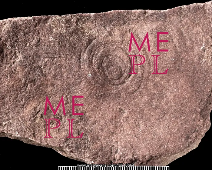 : Cyclomedusa : Cyclomedusa