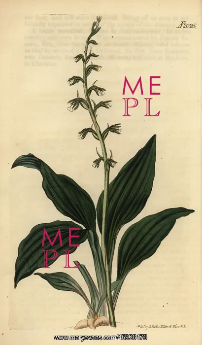 : Cyclopogon elatus orchid : Cyclopogon elatus orchid