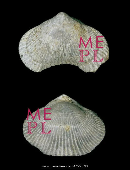 : Cyclothyris difformis, brachiopod : Cyclothyris difformis, brachiopod