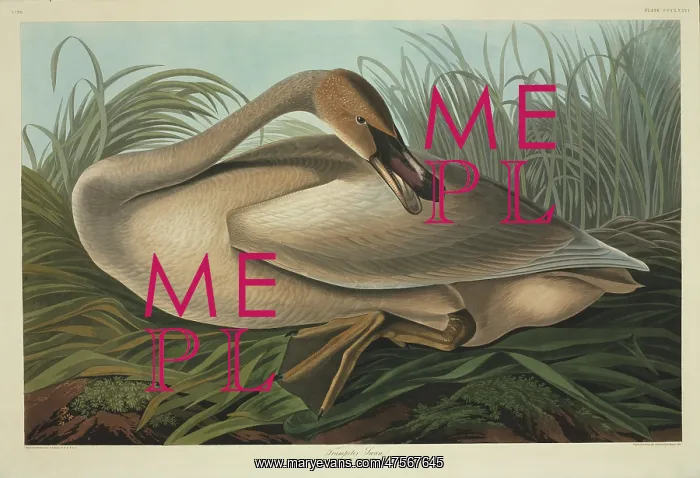 : Cygnus buccinator, trumpeter swan : Cygnus buccinator, trumpeter swan