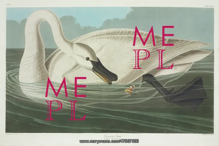 : Cygnus buccinator, trumpeter swan : Cygnus buccinator, trumpeter swan