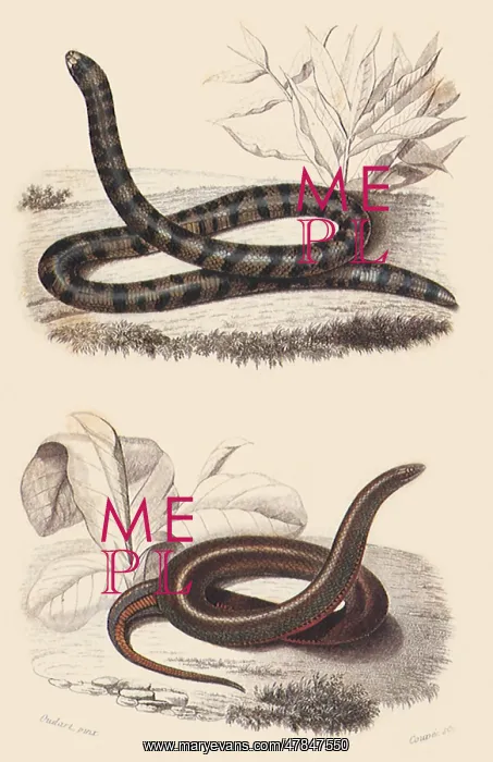  : Cylinder Snake and Smooth-Bellied Snake