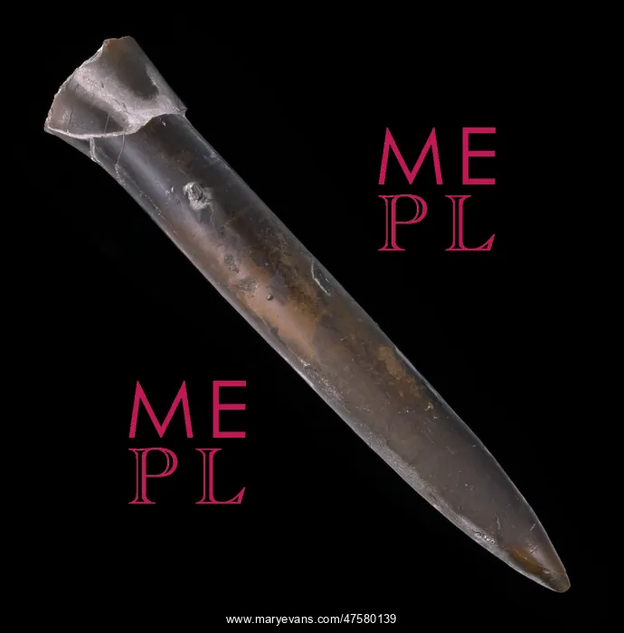 : Cylindroteuthis oweni Pratt, thunderbolt : Cylindroteuthis oweni Pratt, thunderbolt