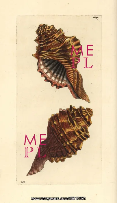 : Cymatium femorale : Cymatium femorale
