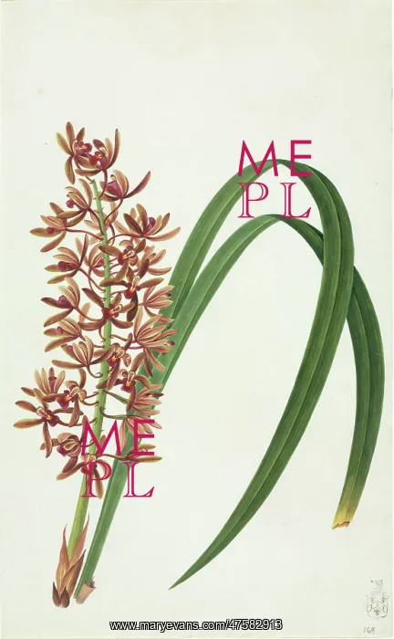 : Cymbidium aloifolium, orchid : Cymbidium aloifolium, orchid