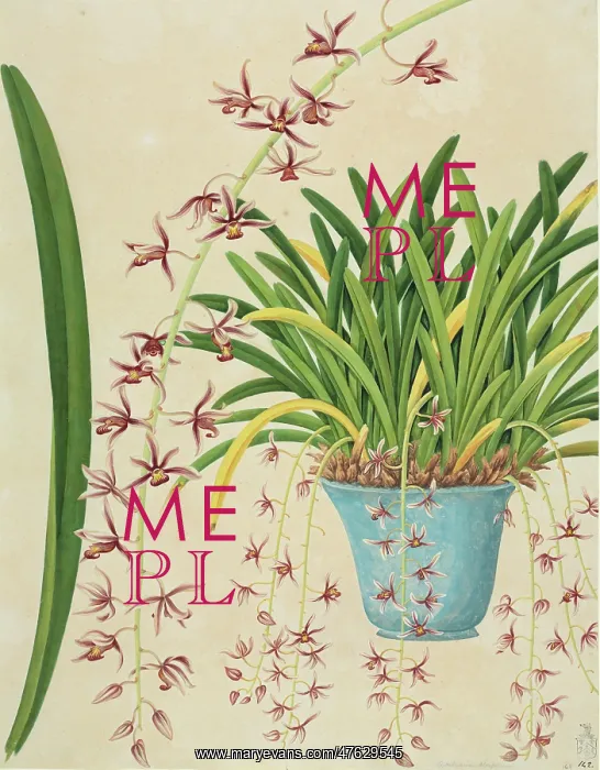 : Cymbidium aloifolium, orchid : Cymbidium aloifolium, orchid