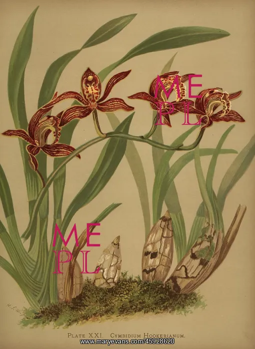 : Cymbidium hookerianum orchid : Cymbidium hookerianum orchid