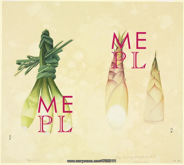 : Cymbopogon citratus, lemon grass : Cymbopogon citratus, lemon grass