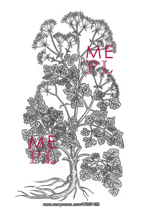 : Cymopterus Lemmonii, Mountain Parsley : Cymopterus Lemmonii, Mountain Parsley