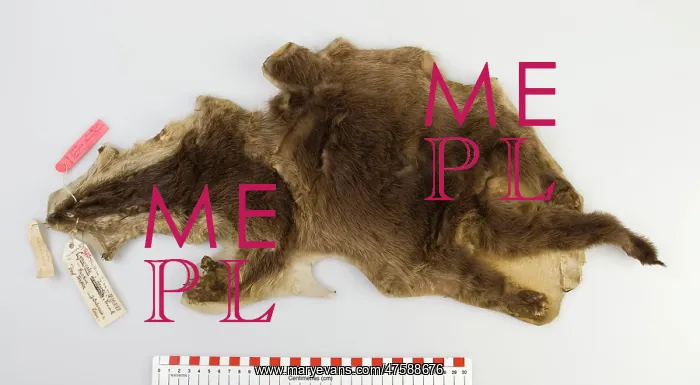 : Cynogale lowei, lowe's otter civet : Cynogale lowei, lowe's otter civet