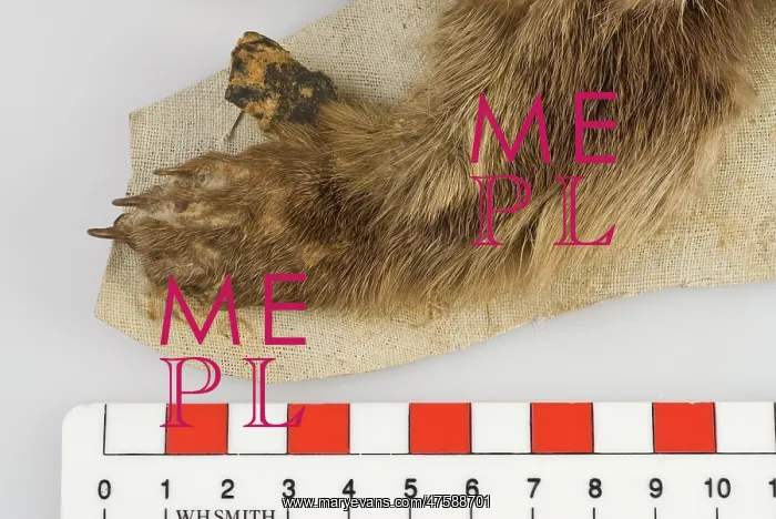 : Cynogale lowei, lowe's otter civet : Cynogale lowei, lowe's otter civet