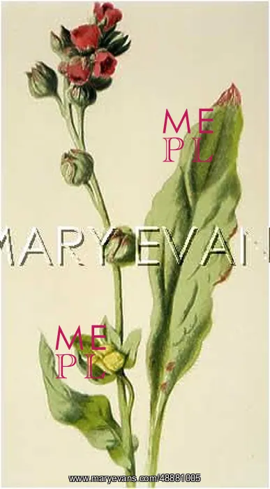  : CYNOGLOSSUM OFFICINALE