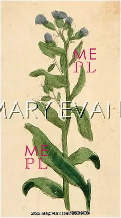  : CYNOGLOSSUM OFFICINALE