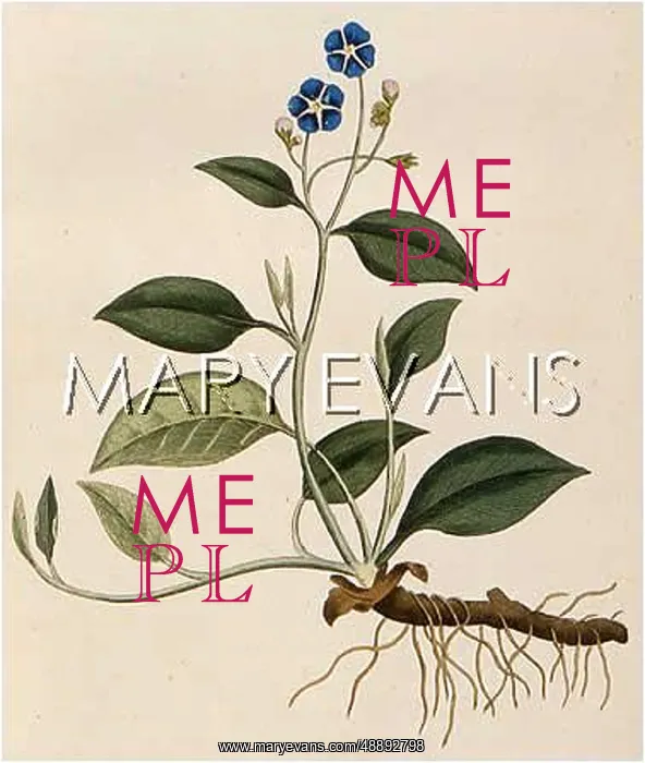  : CYNOGLOSSUM OMPHALODES