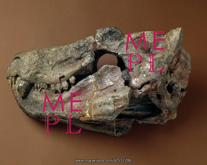 : Cynognathus skull : Cynognathus skull