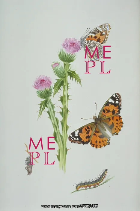: Cynthia cardui, painted lady : Cynthia cardui, painted lady